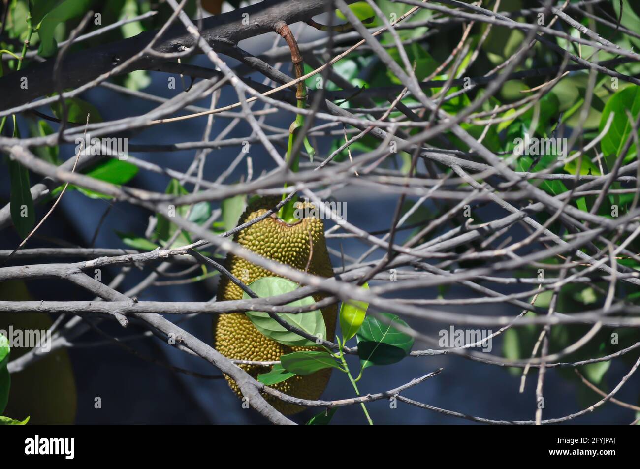 Jackfrucht, Jackfrucht-Baum oder Jackfrucht-Pflanze Stockfoto