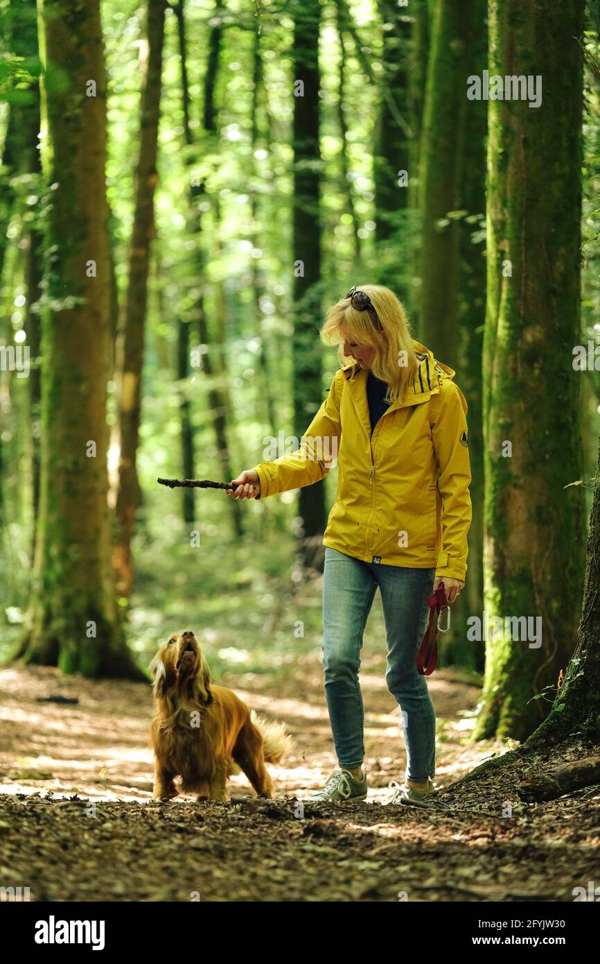 Eine Frau in einem gelben Mantel, die mit ihrem Cockerspaniel-Hund im Wald in Wales spaziert und spielt. Stockfoto