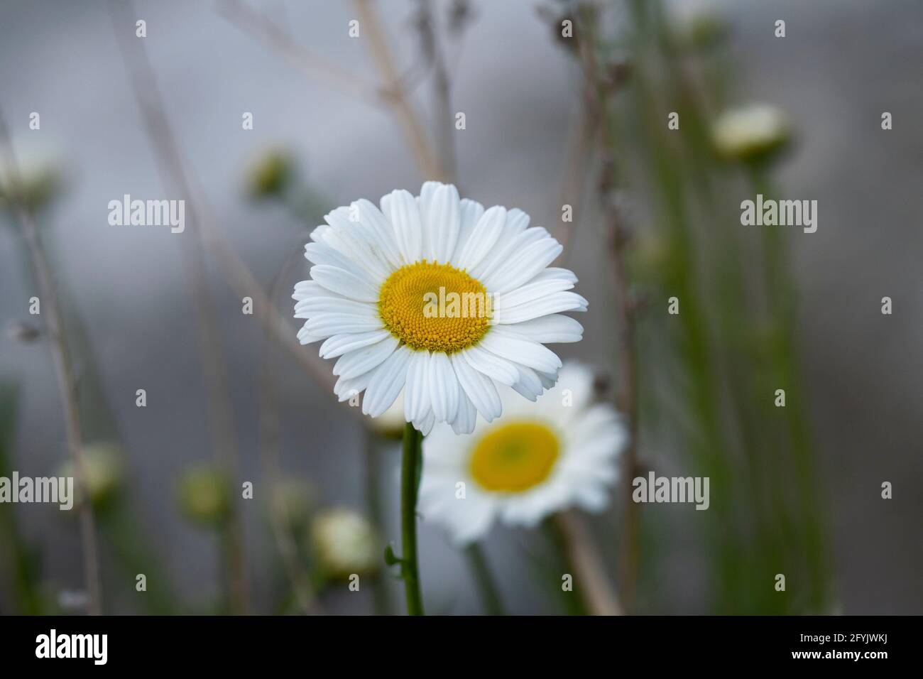 Gänseblümchen-Blume, gemeine Gänseblümchen, Englisch Gänseblümchen (Bellis perennis) Stockfoto