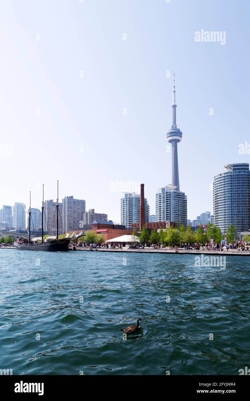 Goose an der Toronto Waterfront in Ontario, Kanada. Lake Ontario umrunden die Uferpromenade. Stockfoto