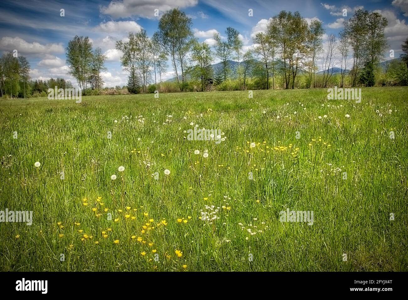 DE - BAYERN: Moorlandschaften im Stallauer Eck bei Bichl (HDR-Fotografie) Stockfoto
