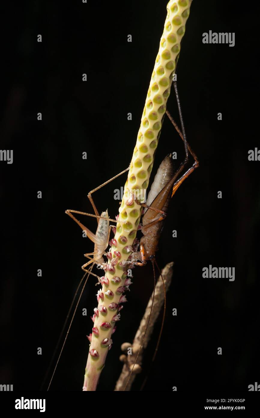 Zwei Katydiden, Unterfamilie Pseudophyllinae, an einem Blütenstiel im Regenwald von Costa Rica im Tortuguero National Park. Stockfoto