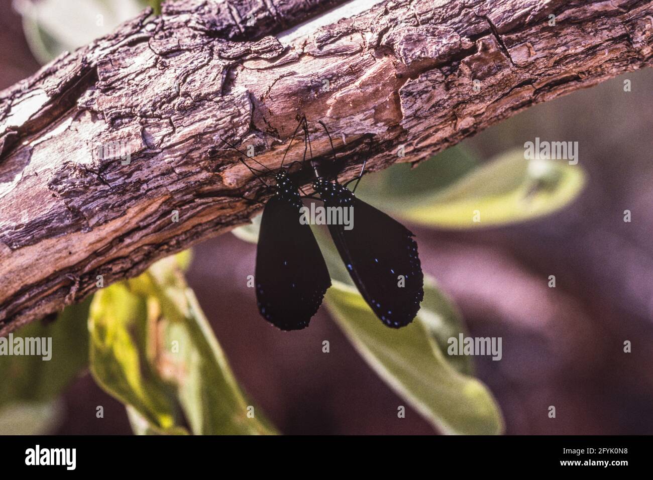 Der Blaubänderbauch oder der Blaubänderbauch King Crow Butterfly, Euploea eunice, auf Guam. Stockfoto