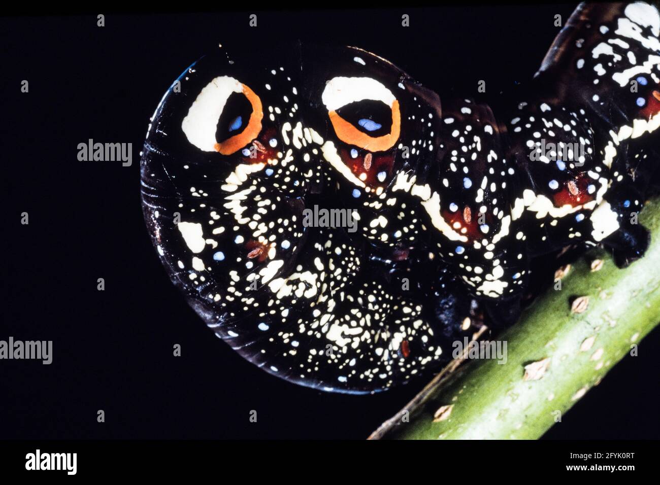 Die farbenfrohe Raupe oder Larve der Gemeinen Fruchtpiercing Moth, Eudocima pal onia, auf Guam. Beachten Sie die schützenden Augenflecken. Stockfoto