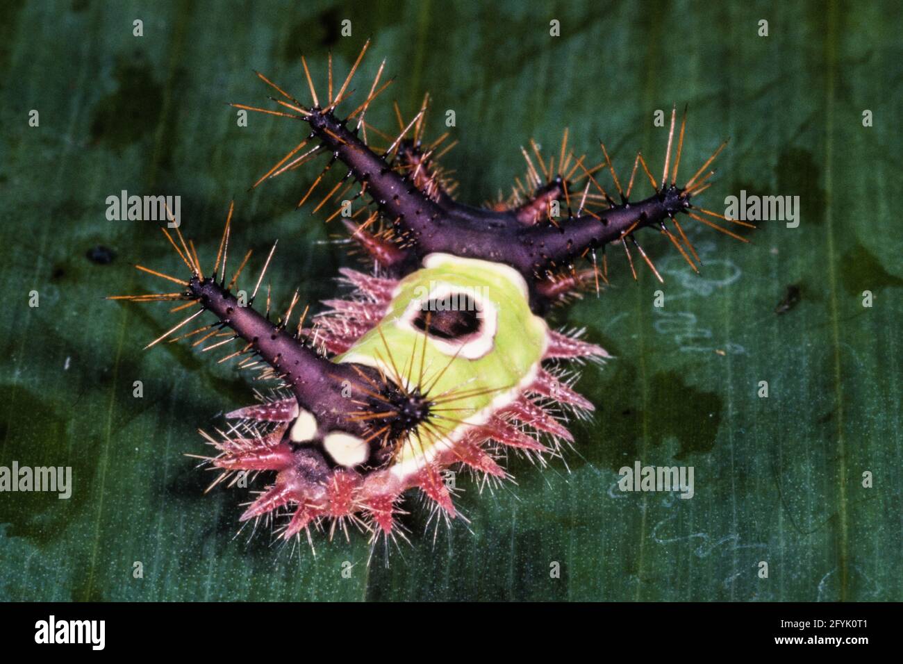 Die Raupen der Saddleback Caterpillar Moth sind giftig mit urtikierenden Dornen, die einen sehr schmerzhaften Stich verursachen. Stockfoto