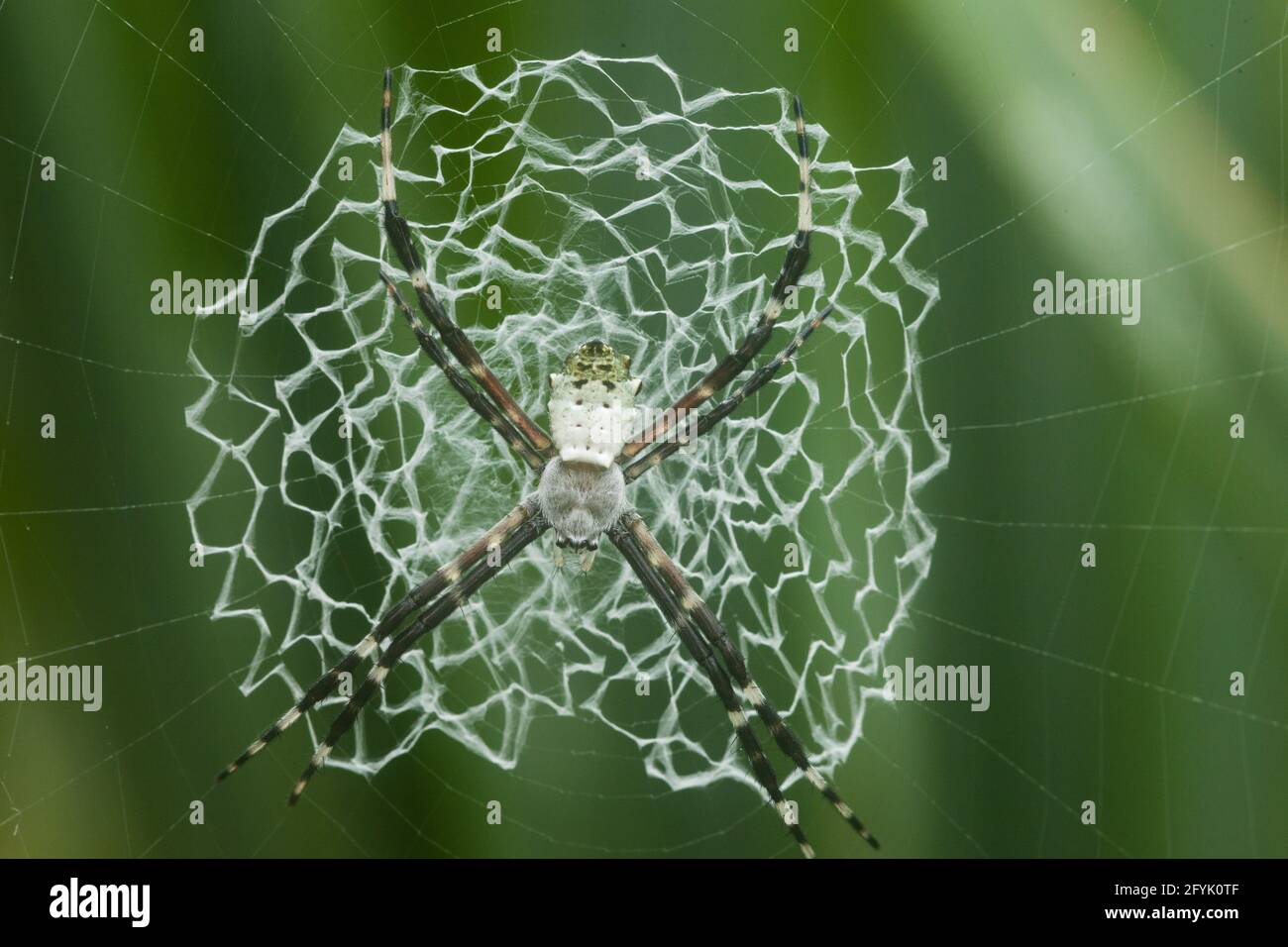 Argiope submaronica gehört zur Familie der Orb-Weaver-Spinnen, die manchmal auch St. Andrew's Cross Spider genannt wird. Costa Rica. Diese Spinne ist bekannt Stockfoto