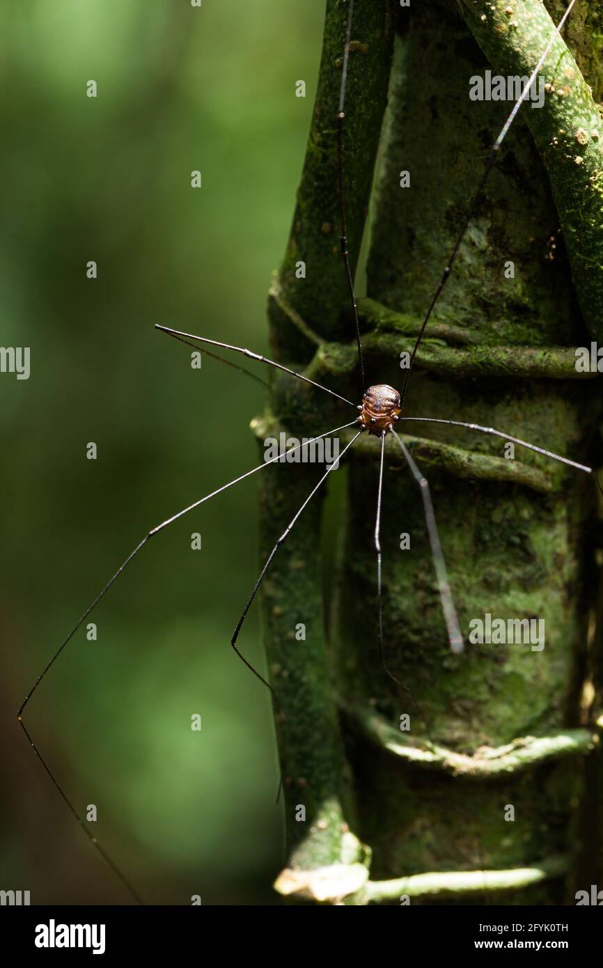 Ein Sclerosomatid erntmen Arachnid der Unterfamilie Gagrellinae auf einem Baumstamm im Nebelwald in Costa Rica. Ernten sind keine wahren Spinnen. Stockfoto