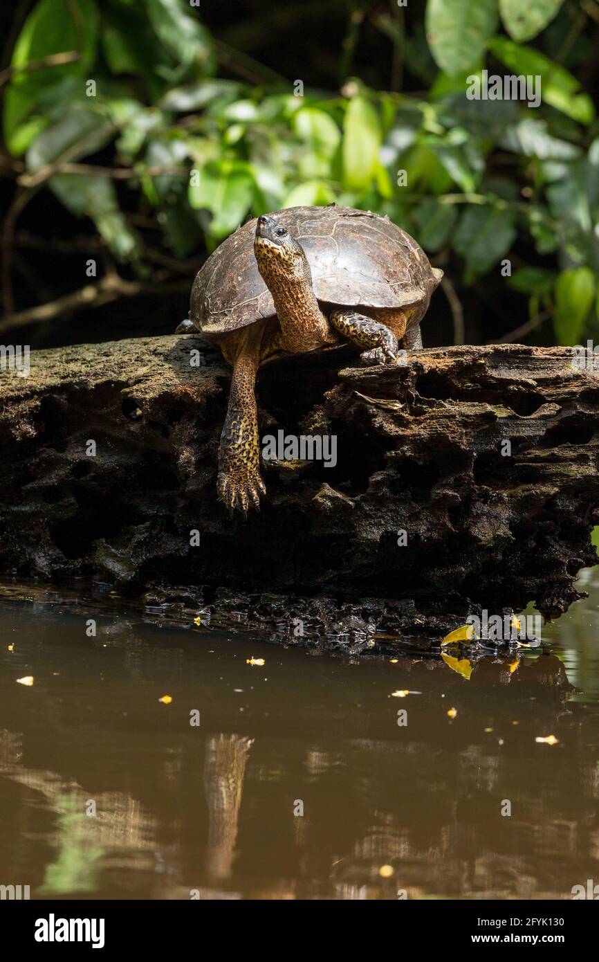 Die Schwarzholzschildkröte, Rhinoclemmys funerea, kommt in Honduras, Nicaragua, Costa Rica und Panama vor. Stockfoto