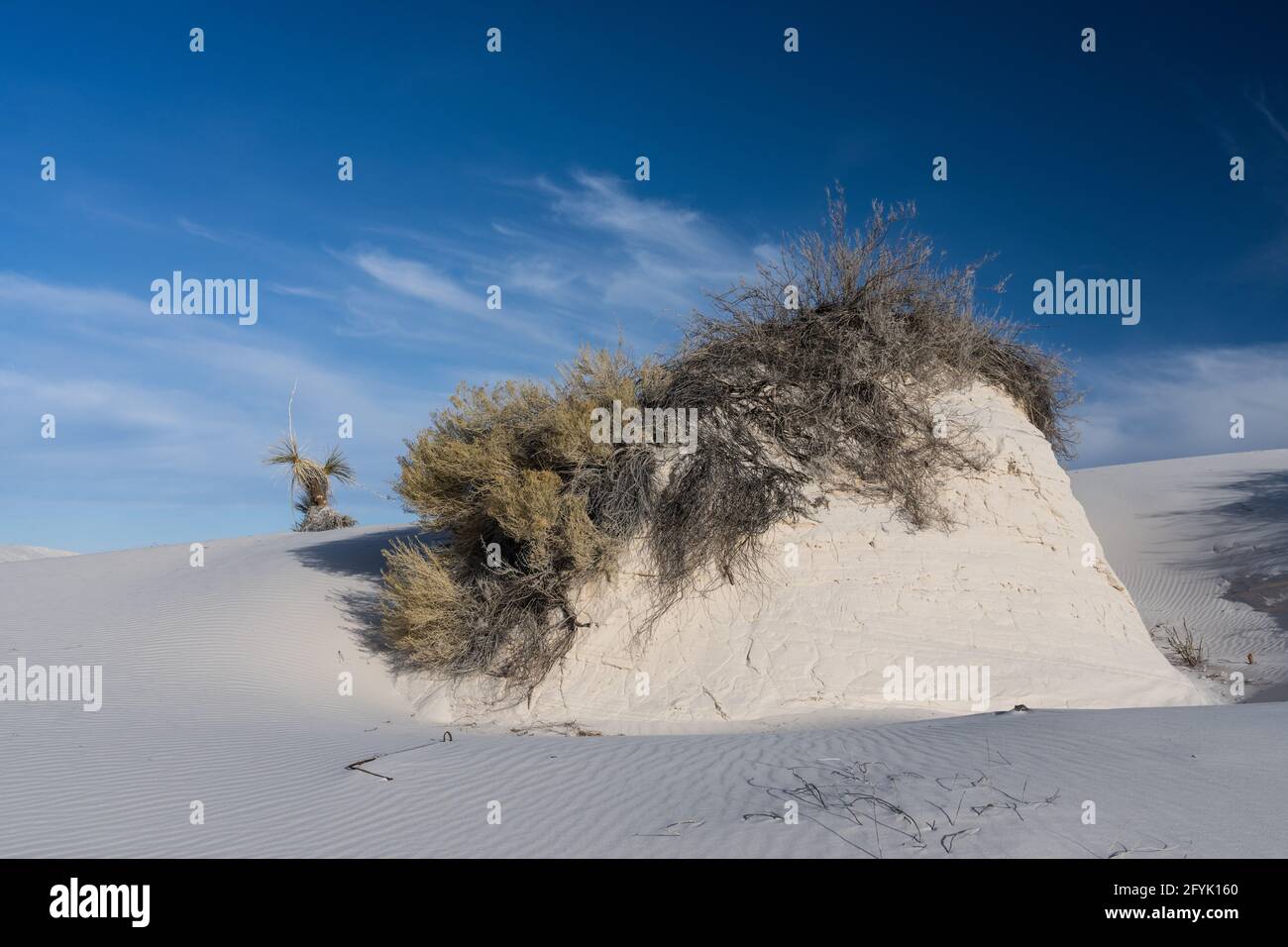 Die Wurzeln von Pflanzen, die in den Dünen zusammenwachsen, erzeugen diese dichteren Gipsbummocks. White Sands National Park, New Mexico. Stockfoto