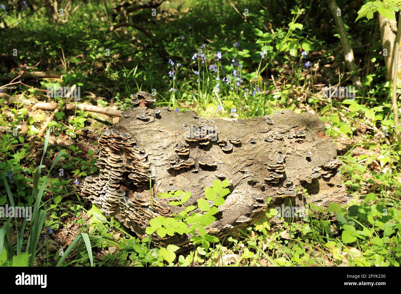 Gefallener Baumstumpf mit Pilzen am Straßenrand auf Dunkirk Road, Winterbourne, Boughton Under Blean, Canterbury, Kent, England, Vereinigtes Königreich Stockfoto
