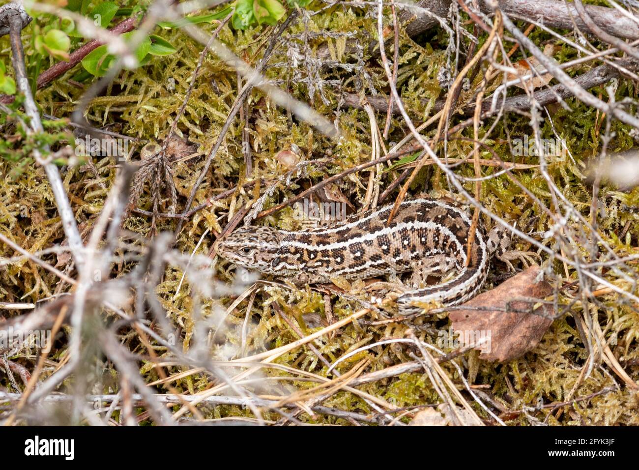 Weibliche Sandeidechse (Lacerta agilis) in natürlichem Heideland-Habitat in Hampshire Heathland, Großbritannien. Fotografiert unter Lizenz Stockfoto