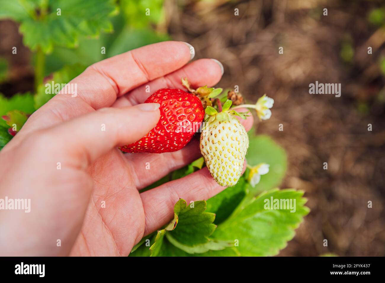 Garten- und Landwirtschaftskonzept. Weibliche Landarbeiterin erntet rote frische reife organische Erdbeere im Garten. Veganer Vegetarier hausgemüse Essen pr Stockfoto