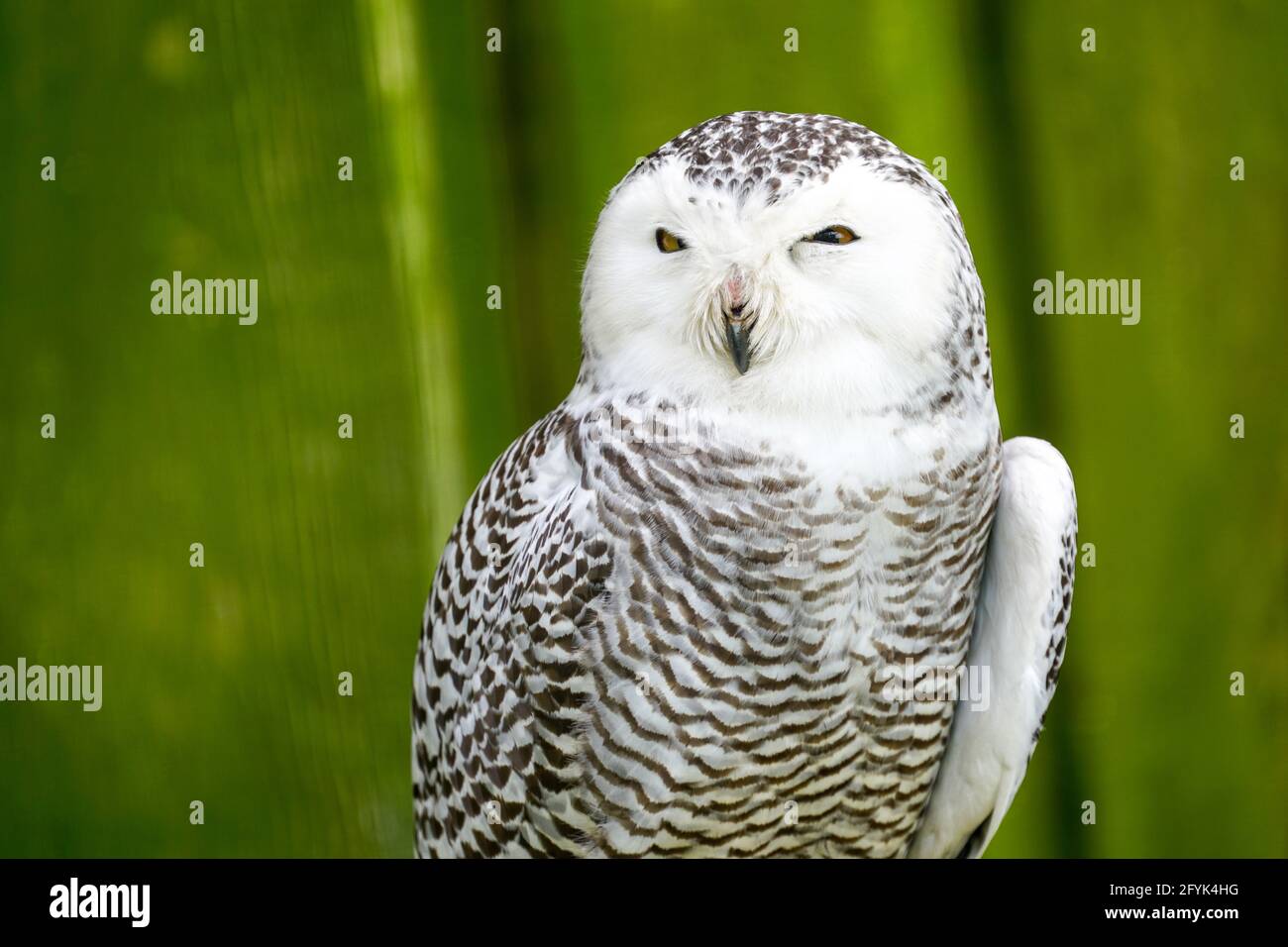 Ein frontales Porträt einer passiven, schneebedeckten Eule mit einem verschneiten Schleier Hypnotisierende gelbe Augen Stockfoto