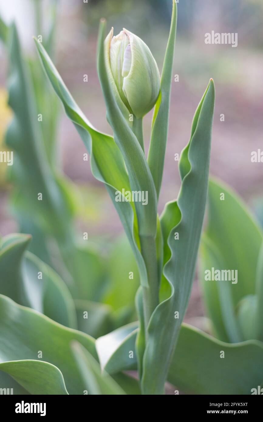 Knospe der Tulpenblume im Sonnenlicht. Nahaufnahme. Stockfoto