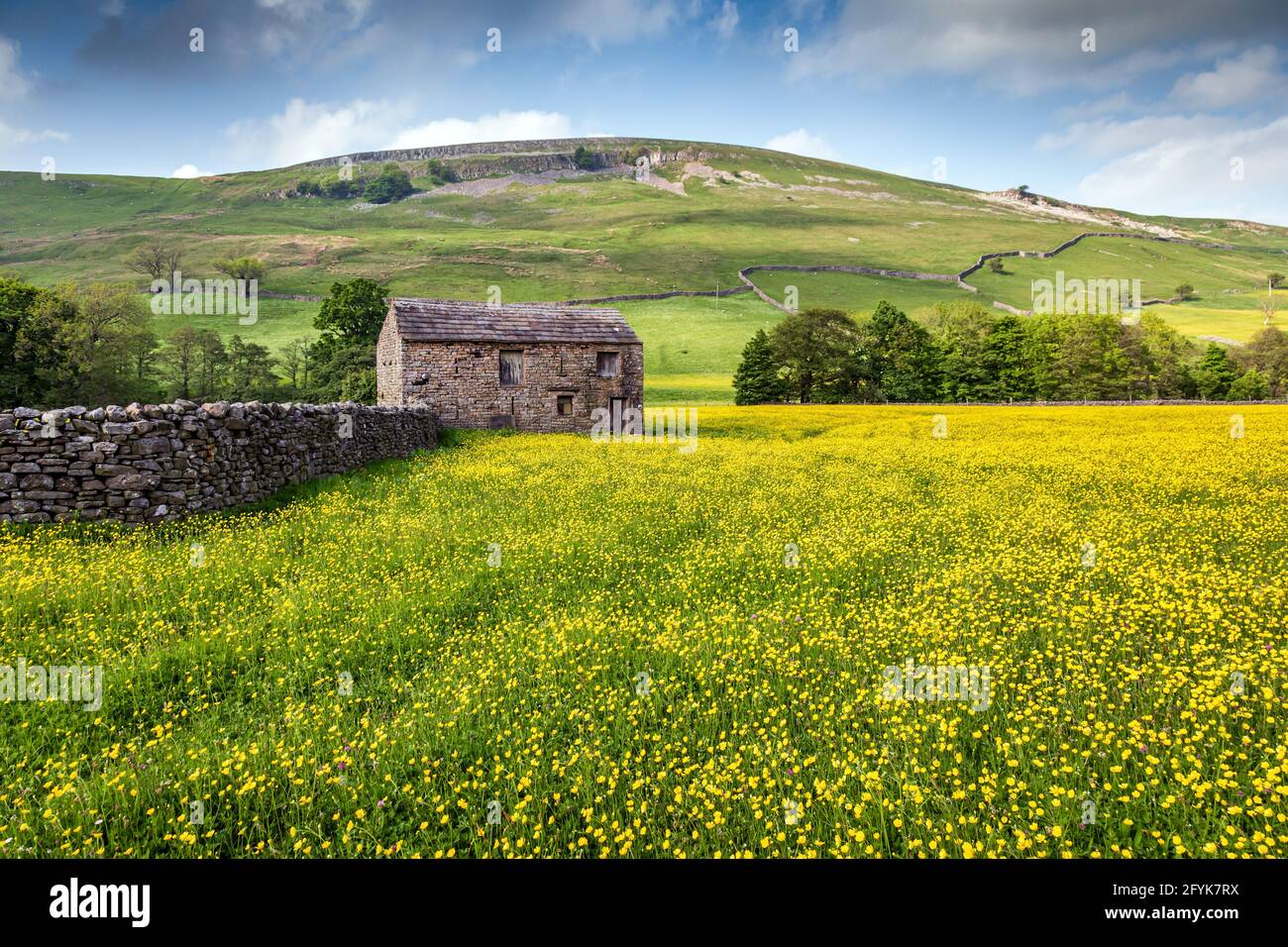 Ein Feld mit schönen, leuchtend gelben Butterblumen und einer alten Steinscheune in Swaledale, Yorkshire Dales. Stockfoto