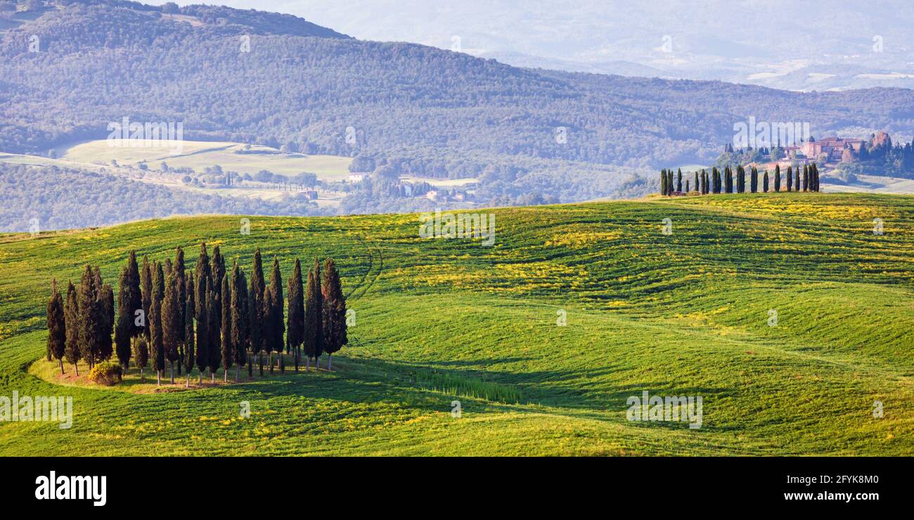 Zypressenwälder auf einem Hügel im Val D'Orcia, Toskana. Stockfoto