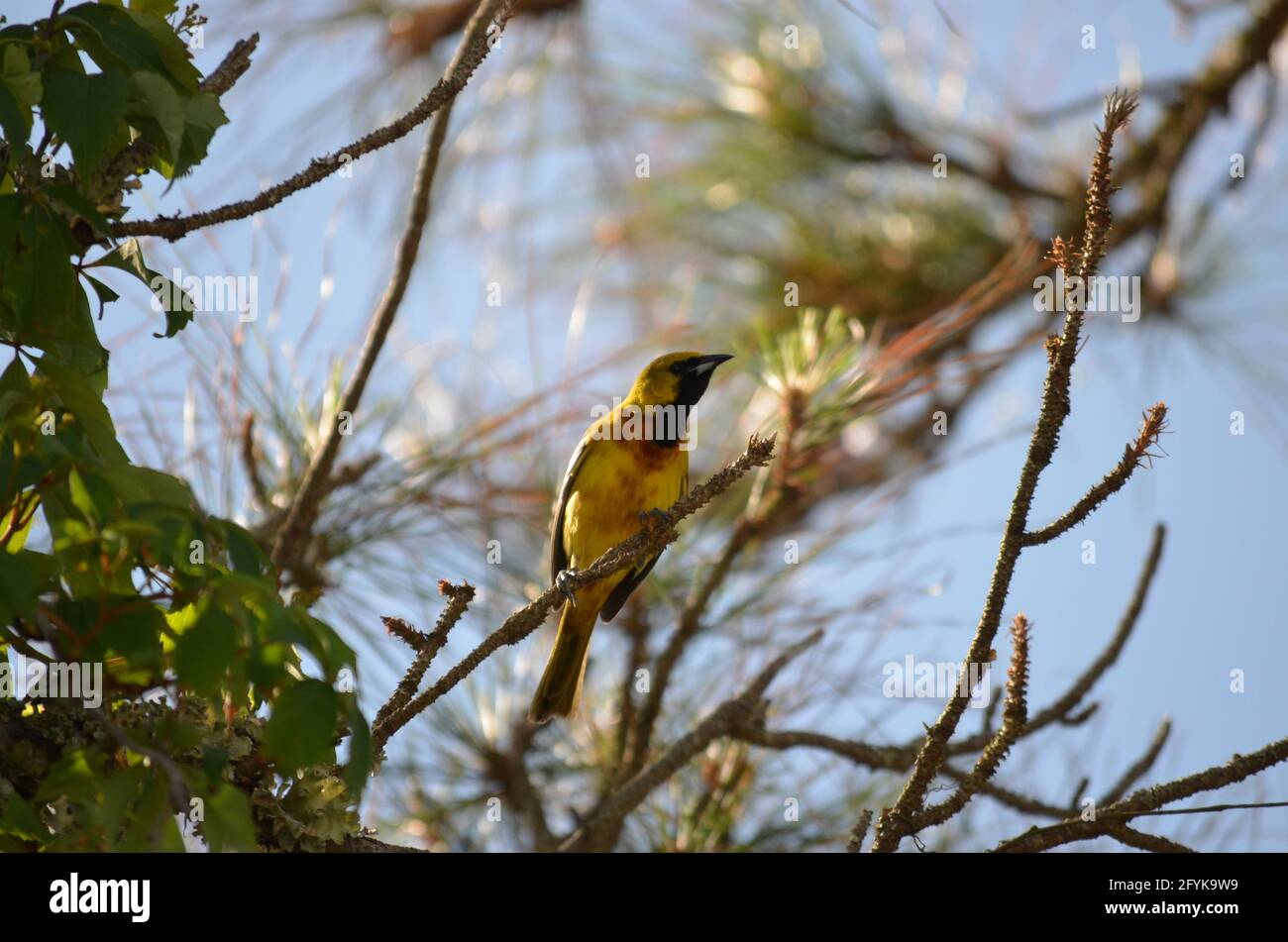 Ein unreifer Obstgarten Oriole thront auf einer Kiefer. Stockfoto