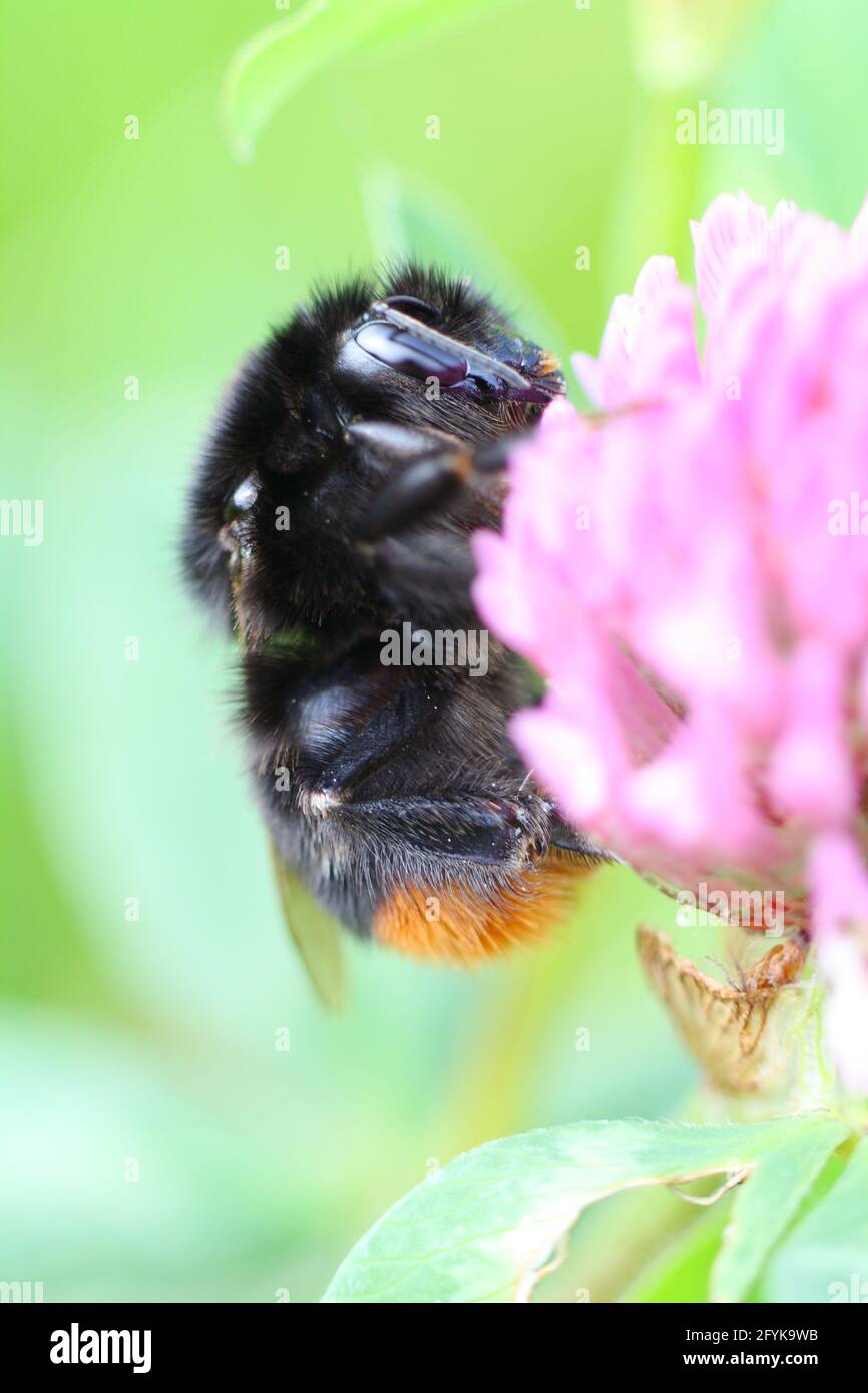 Eine Rotschwanzhummel (Bombus lapidarius) wacht morgens auf einer rosa Kleeblüte auf und fängt an, Pollen und Nektar zu sammeln. Nahaufnahme des Makros. Stockfoto