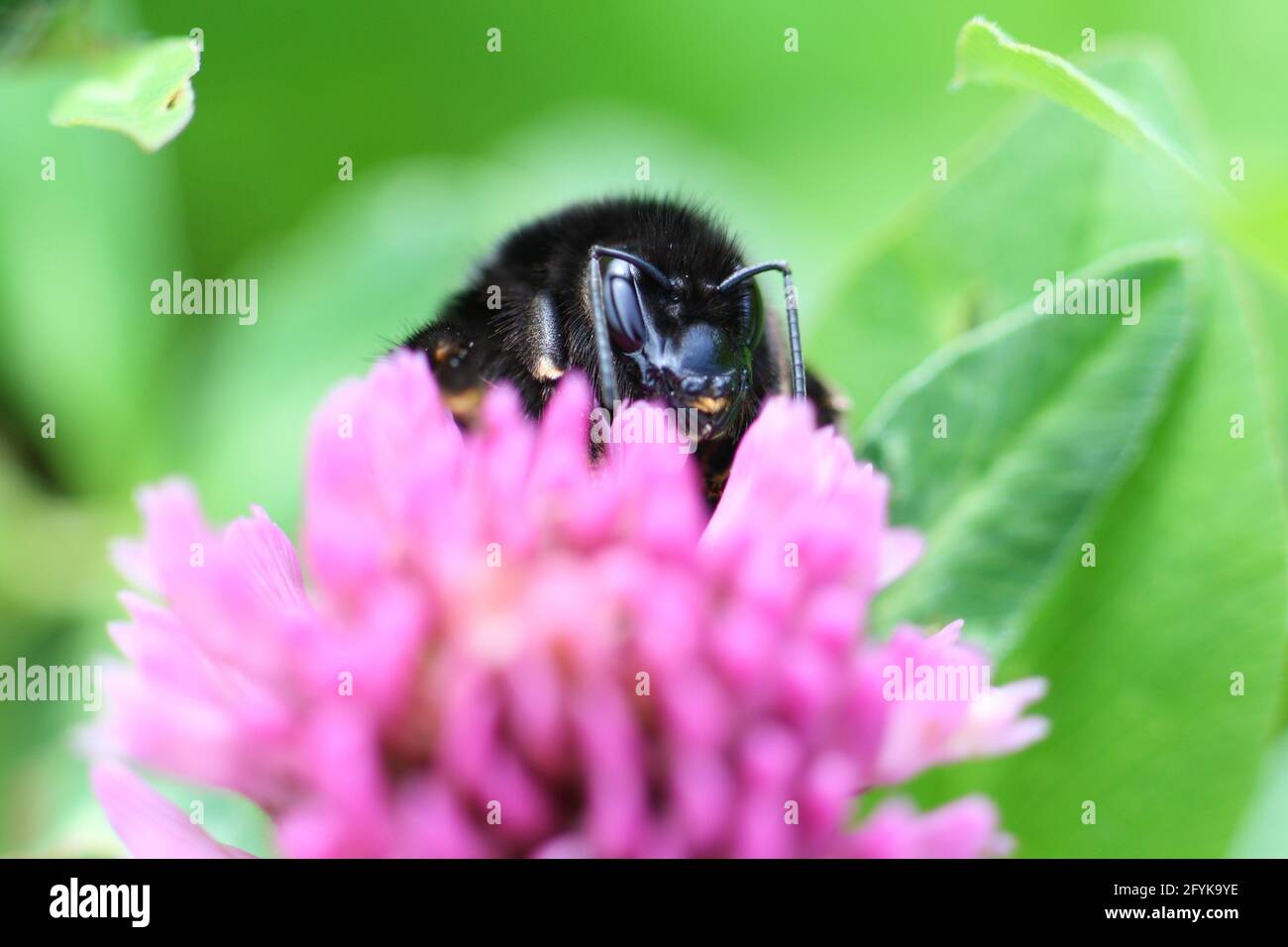 Eine Hummel (Bombus lapidarius) dösiert auf einer rosa Kleeblüte. Am Morgen beginnt er aufzuwachen und sammelt Pollen und Nektar. Nahaufnahme des Makros. Stockfoto