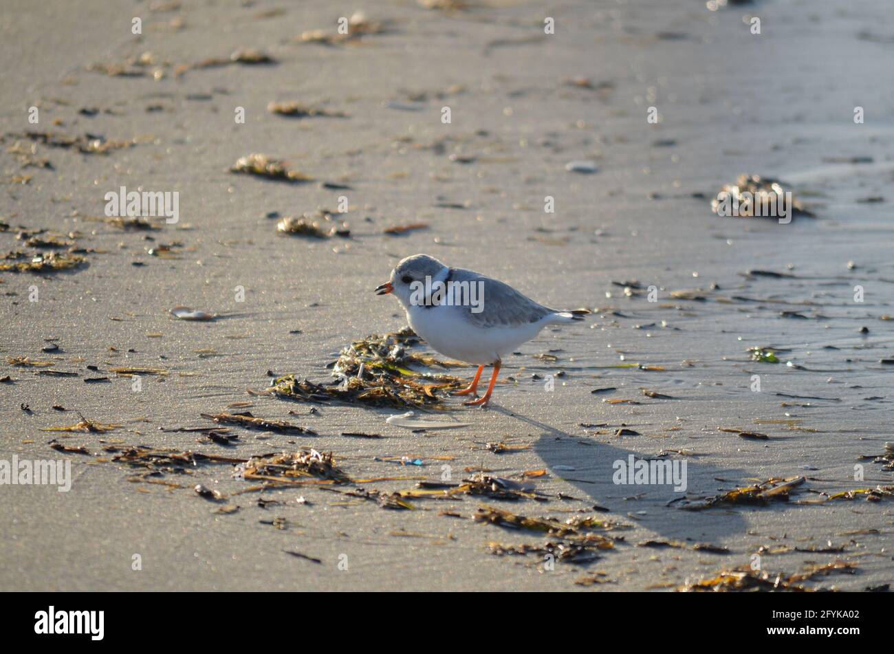 In der Surfzone entlang des Nordens wird ein Rohrpfeifer geplüntert Die Außenbänke von Carolina Stockfoto