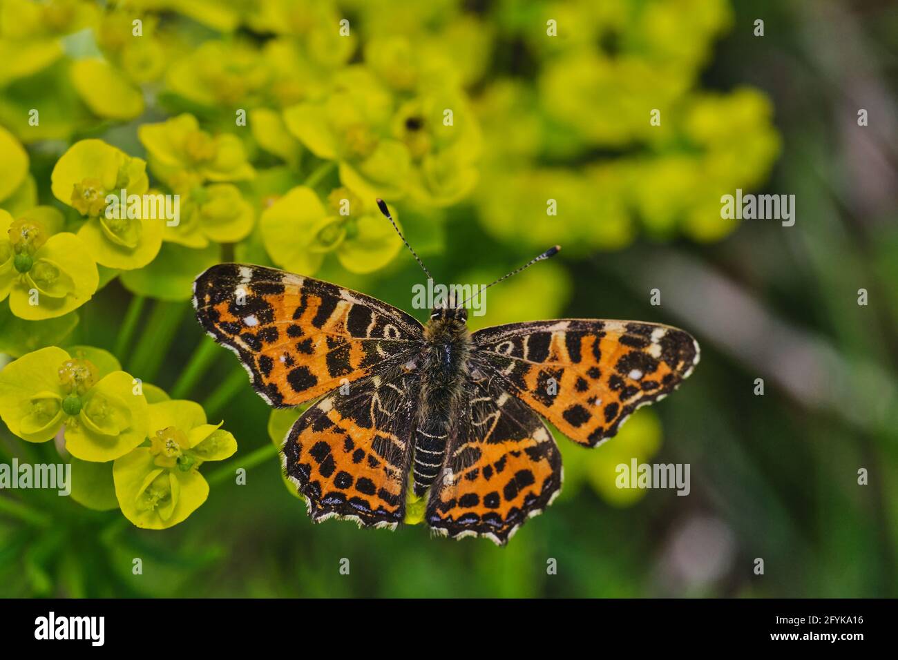 Araschnia levana Schmetterling auf Blattspurgen (Eselblume) Blüten Stockfoto