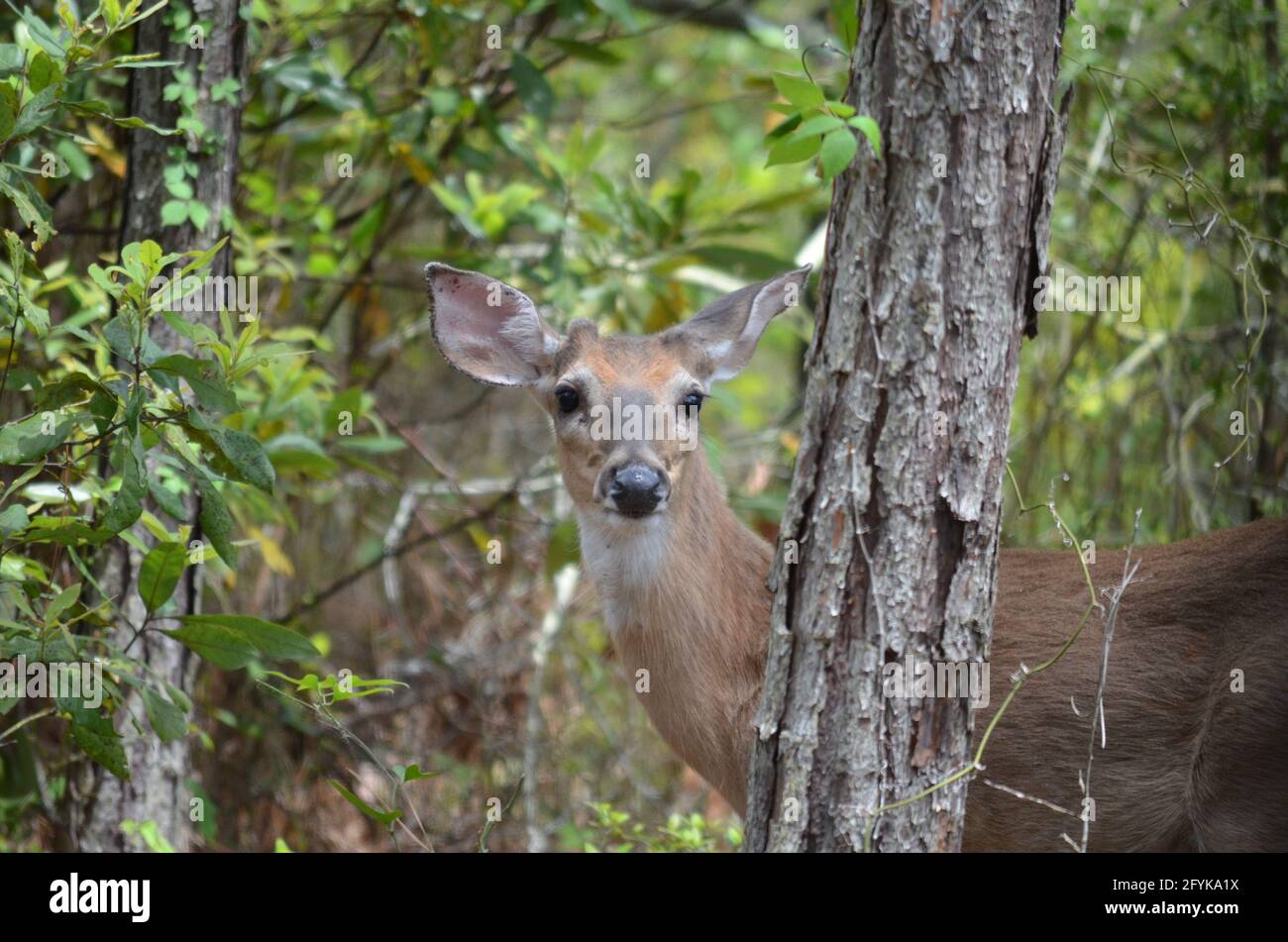 Ein Weißschwanzhirsch ragt hinter einer Kiefer in einem der maritimen Wälder von North carolina auf. Stockfoto