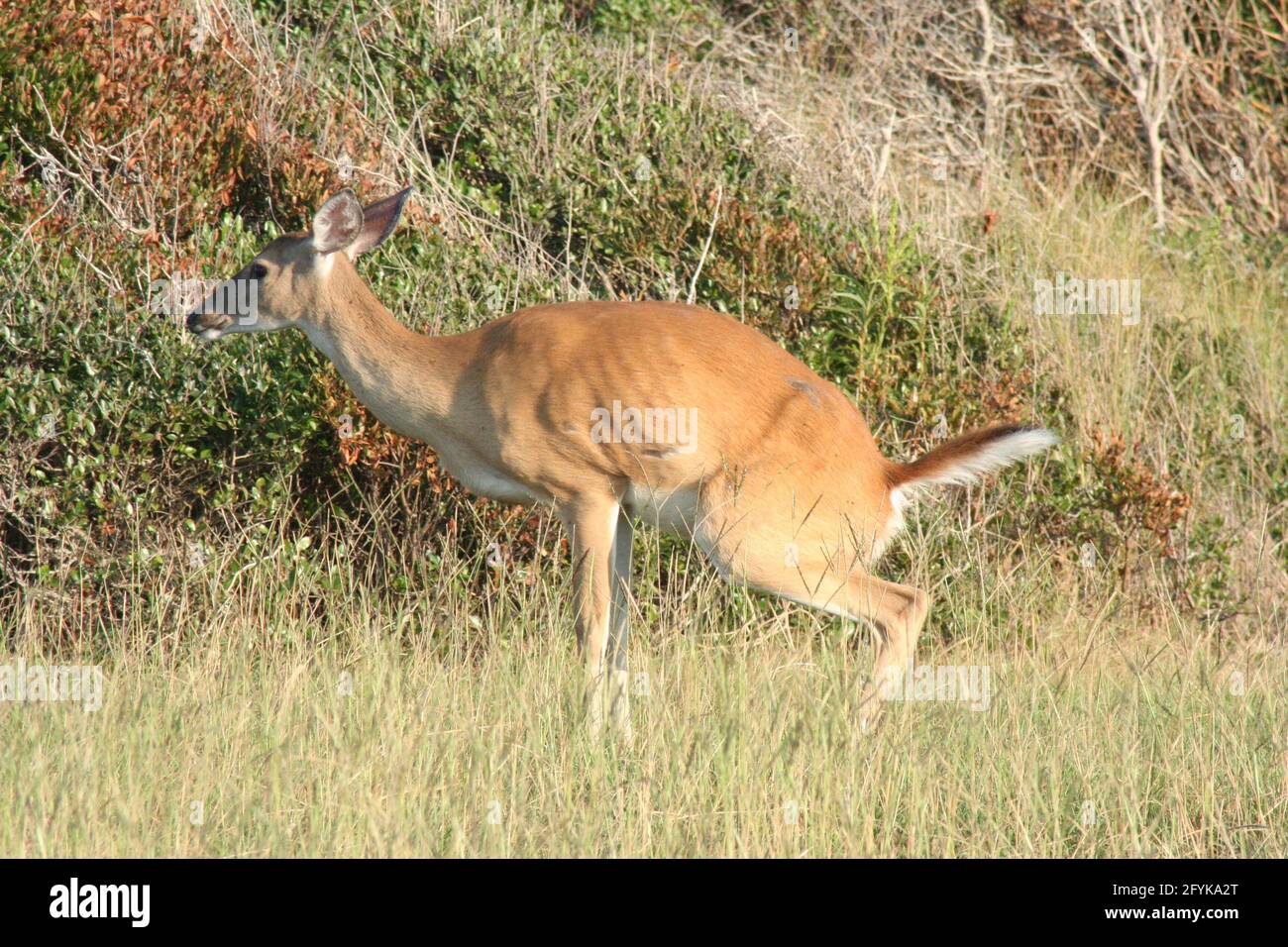 Ein Küstenstreifen aus North carolina uriniert auf Gräsern. Stockfoto