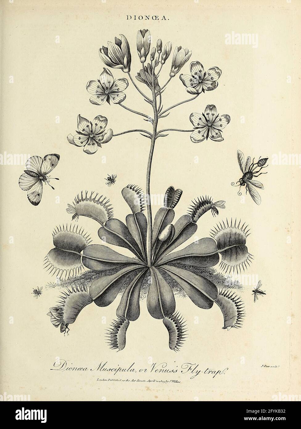 Dionaea muscipula die Venusfliegenfalle [eine fleischfressende Pflanze, die in subtropischen Feuchtgebieten an der Ostküste der Vereinigten Staaten in North Carolina und South Carolina beheimatet ist] Kupferstich aus der Encyclopedia Londinensis OR, Universal Dictionary of Arts, Sciences, and literature; Band V; herausgegeben von Wilkes, John. Veröffentlicht 1810 in London Stockfoto