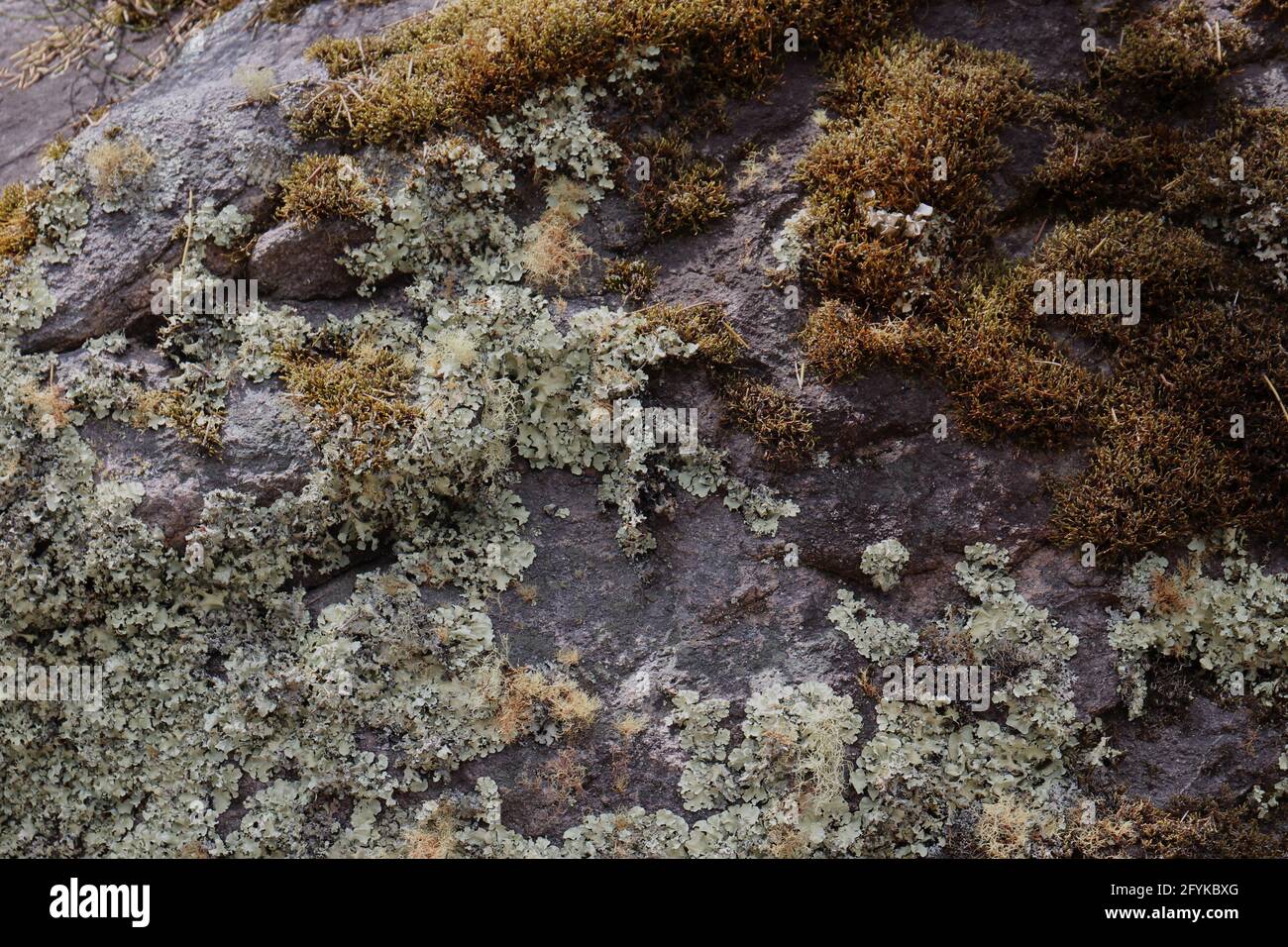 Flecken von fruticose und foliose epiphytische Flechten, die auf einem wachsen Berghang des Patacancha-Gebirges in Peru Stockfoto