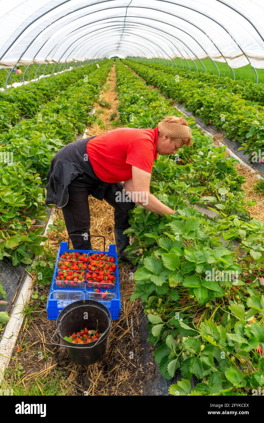 Erdbeeren ernten, Erntehelfer, Erdbeeren wachsen im Freien, unter einem Folientunnel, junge Erdbeerpflanzen wachsen in verschiedenen Graden auf Stockfoto