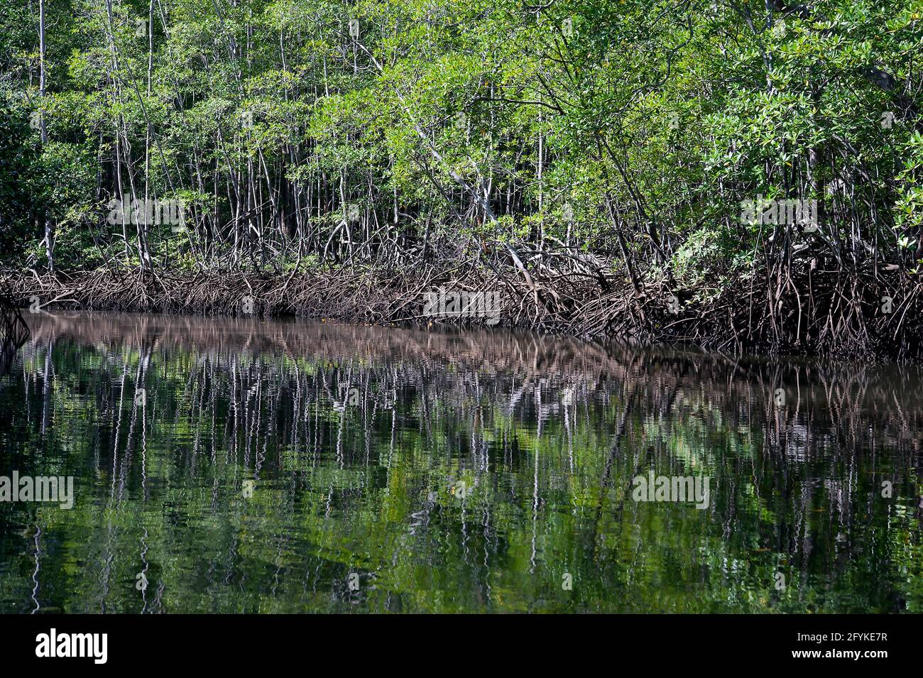 Spiegelungen von Bäumen an den Ufern eines Flusses im Nationalpark von Tamarindo, Costa Rica. Stockfoto