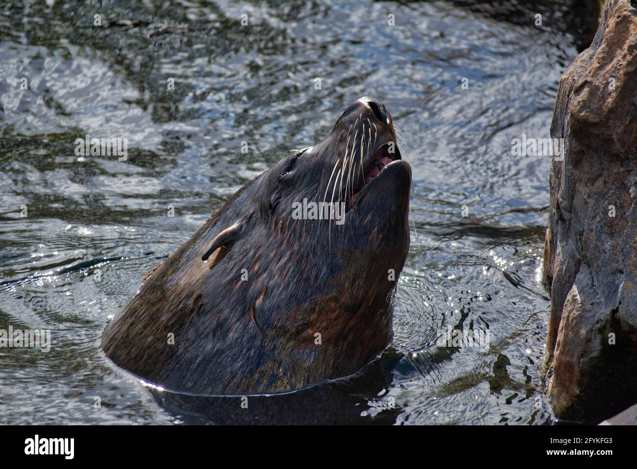 Im Wasser abdichten. Stockfoto