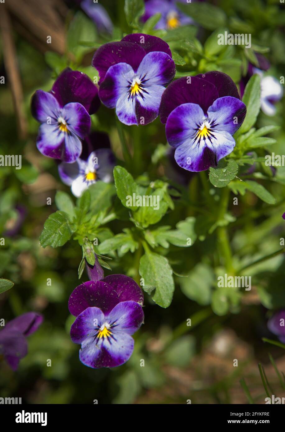 Die Stiefmütterchen im Garten sind in voller Blüte. Stockfoto