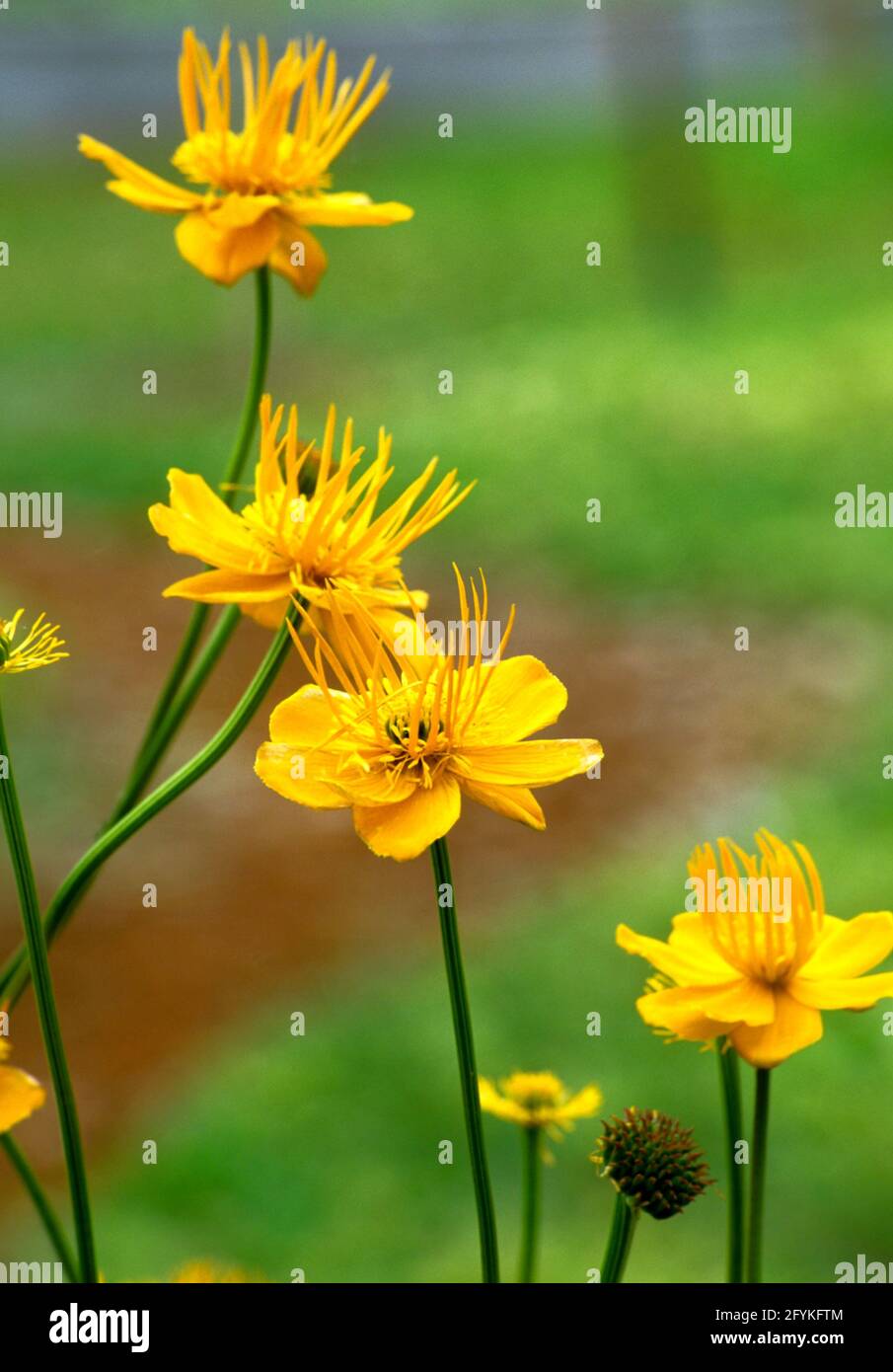 Trollius chinensis 'Goldene Königin', Globenblume, Stockfoto