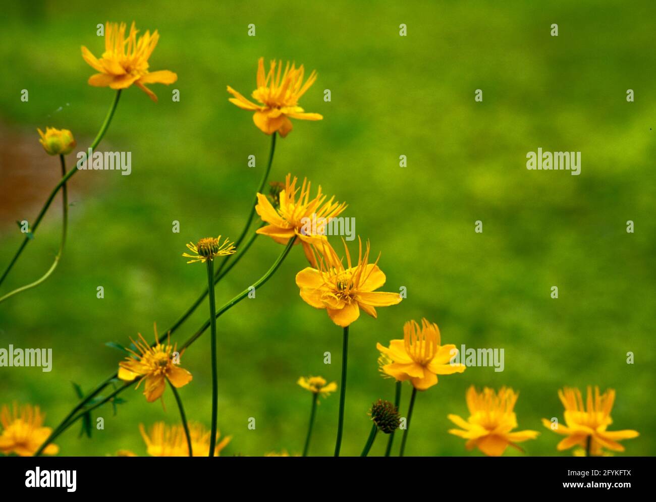 Trollius chinensis 'Goldene Königin', Globenblume, Stockfoto