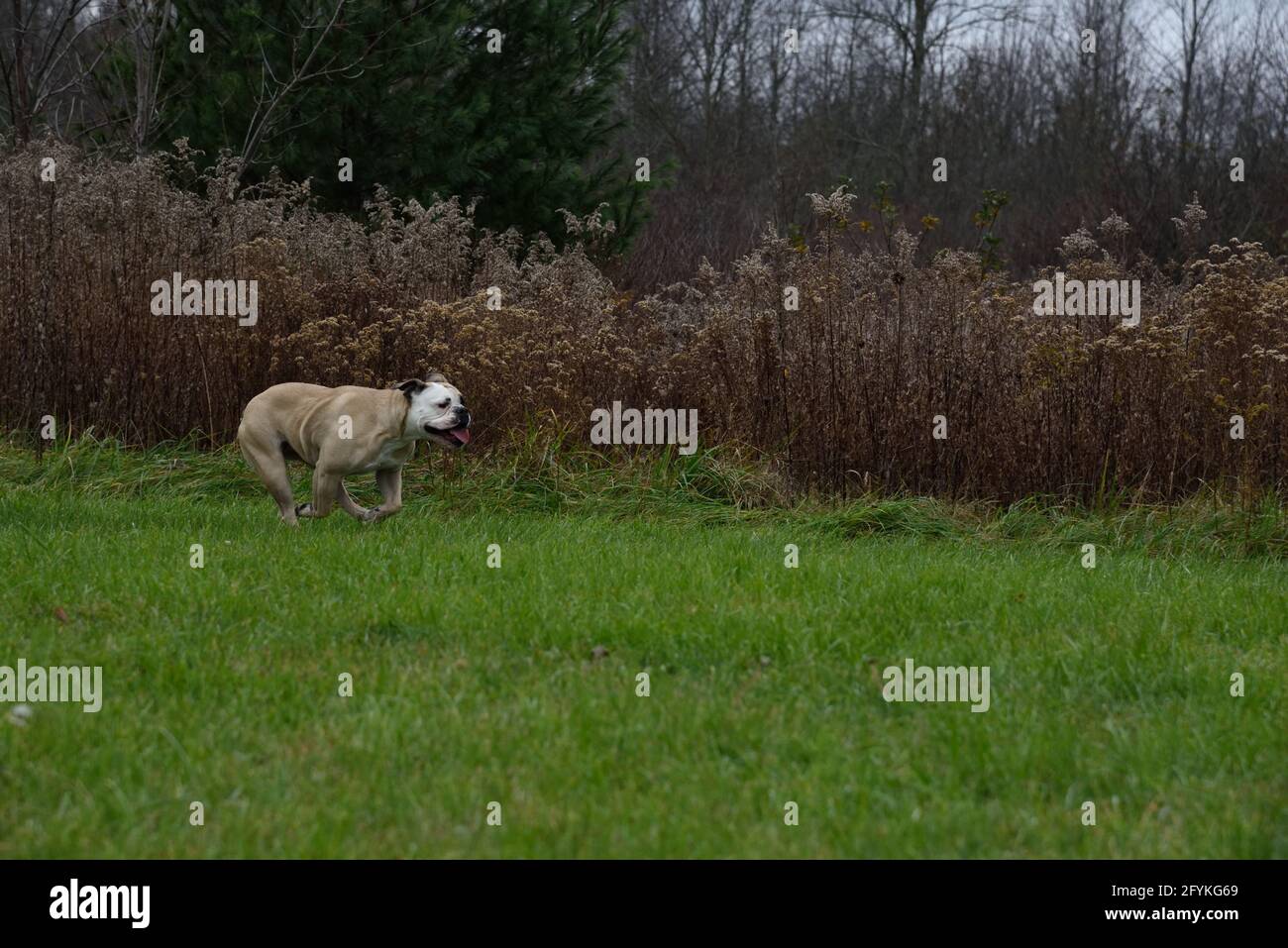 Eine junge amerikanische Bulldogge, die in einem Park frei läuft Stockfoto