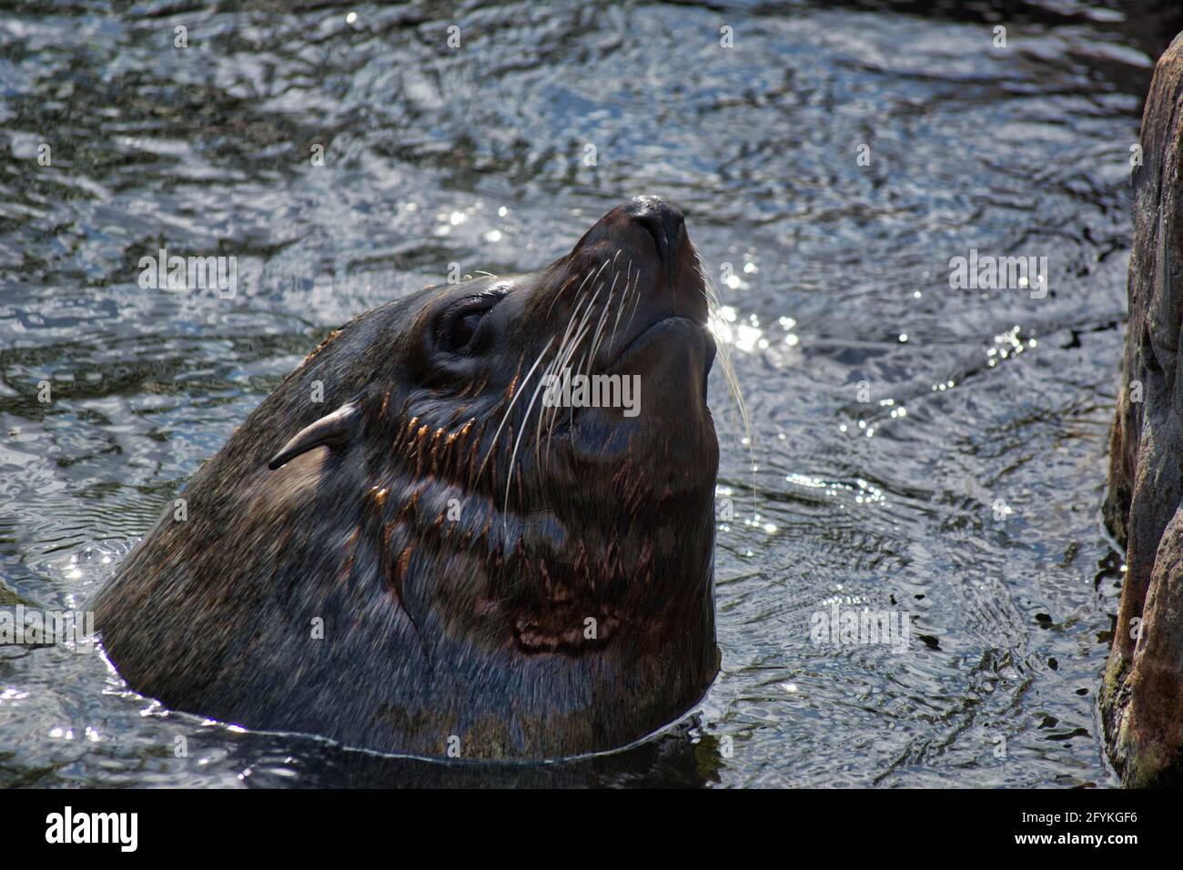 Im Wasser abdichten. Stockfoto