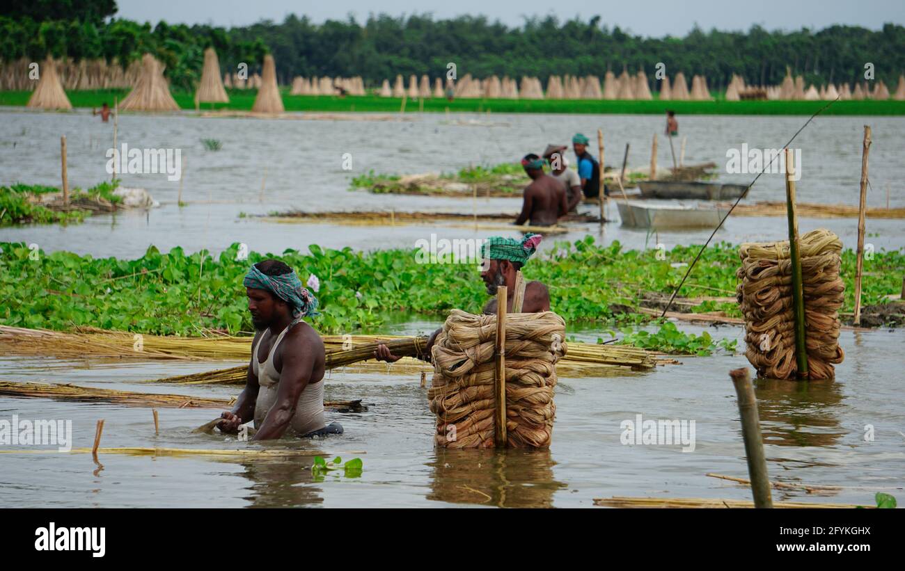 Die Bauern in Bangladesch waschen gerade Jute im Wasser. Jute wird als goldene Faser bezeichnet. Stockfoto