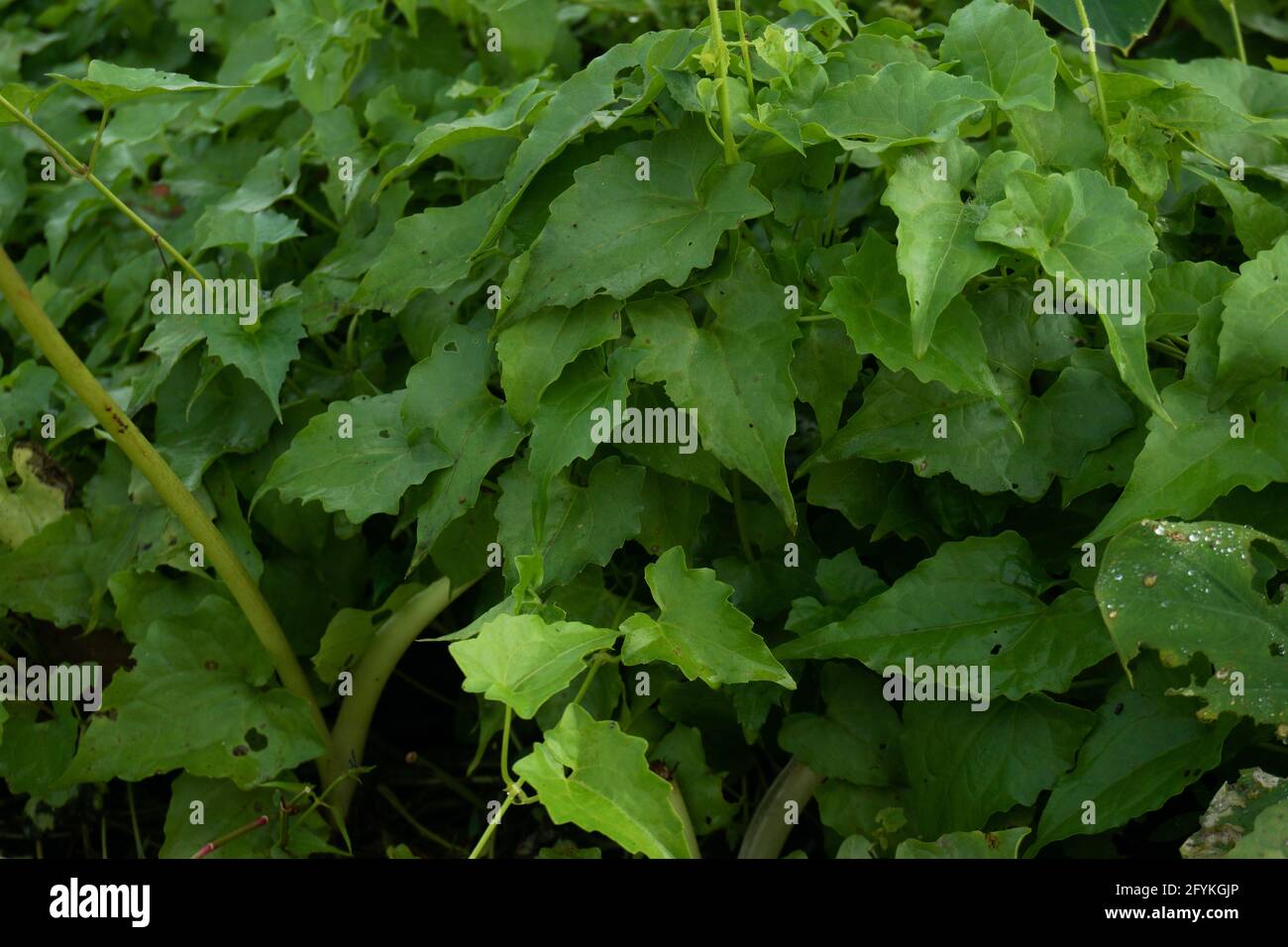 Unkraut, Jarman Lota, Mikania Micrantha Kunth, Bittervine, Germani Lota. Ein Blatt der Medizin. Stockfoto