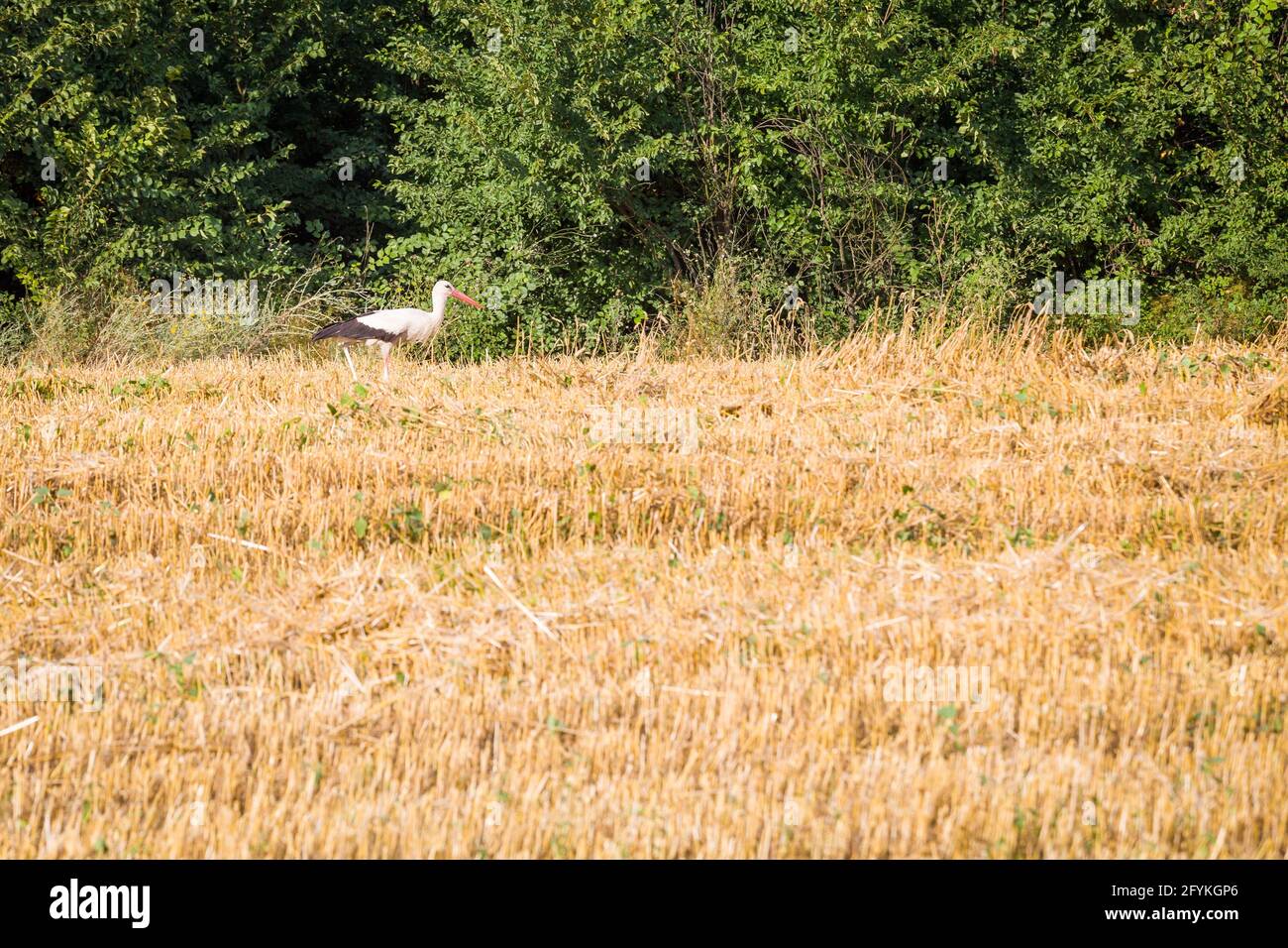 Störche auf der Suche nach Nahrung in frisch geernteten Weizenfeldern Stockfoto