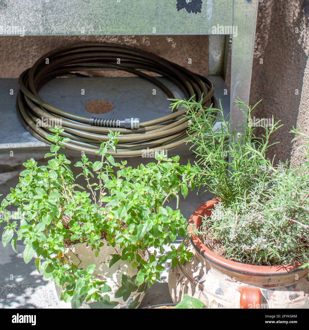 Ein Trinkwassersicherer Gartenschlauch sitzt auf einem erhöhten Pflanzgefäß aus 100 % bleifreiem, lebensmitteltaugliches Polyurethan. Gartenschläuche können Blei und andere enthalten Stockfoto