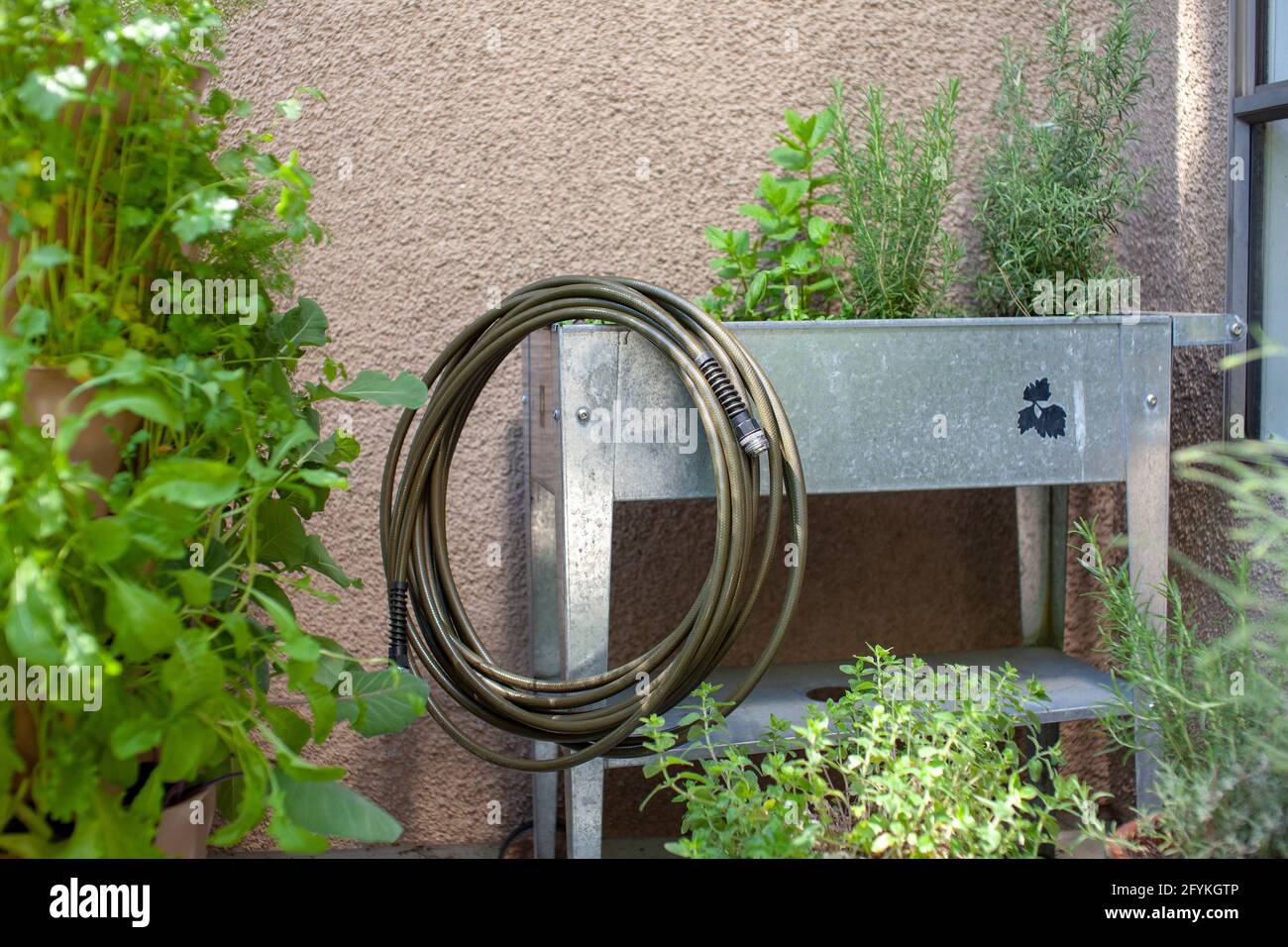 Ein Trinkwassersicherer Gartenschlauch sitzt auf einem erhöhten Pflanzgefäß aus 100 % bleifreiem, lebensmitteltaugliches Polyurethan. Gartenschläuche können Blei und andere enthalten Stockfoto