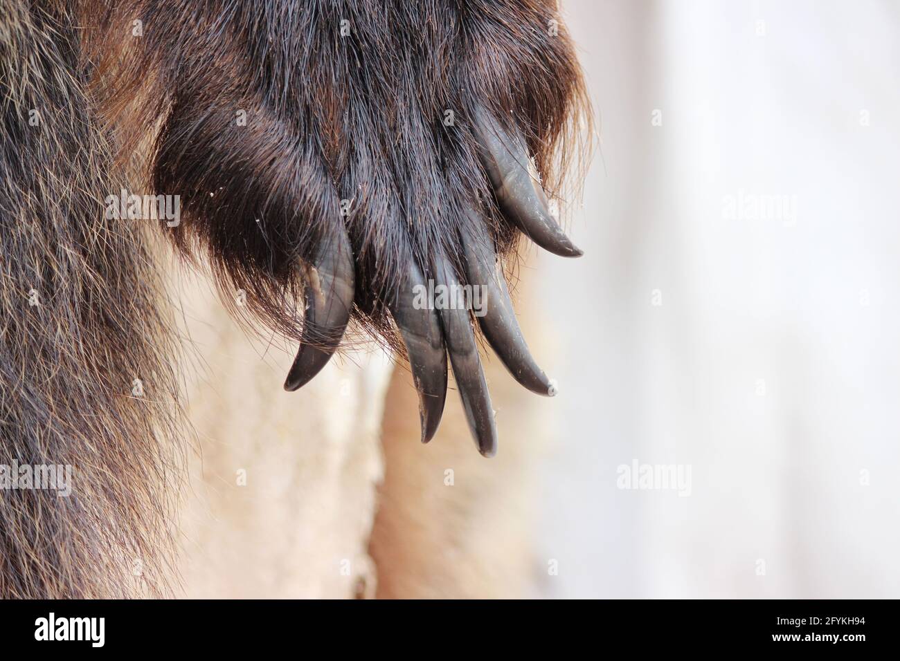Haut und Krallen auf der Pfote eines braunen Vielfraßes. Pelzmesse auf dem City Day Urlaub in Russland. Stockfoto