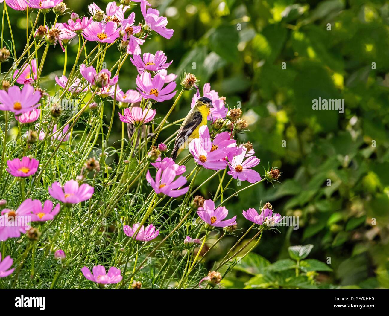 Viele kleine blumen Fotos und Bildmaterial in hoher Auflösung Alamy