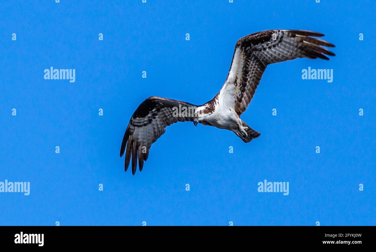 Fischadler, Pandion haliaetus, im Flug, das ist ein großer adlerähnlicher Vogel mit weißer Brust und Bauch und einem schwarzen Rücken. Schwarzer Streifen durch die Augen. Stockfoto