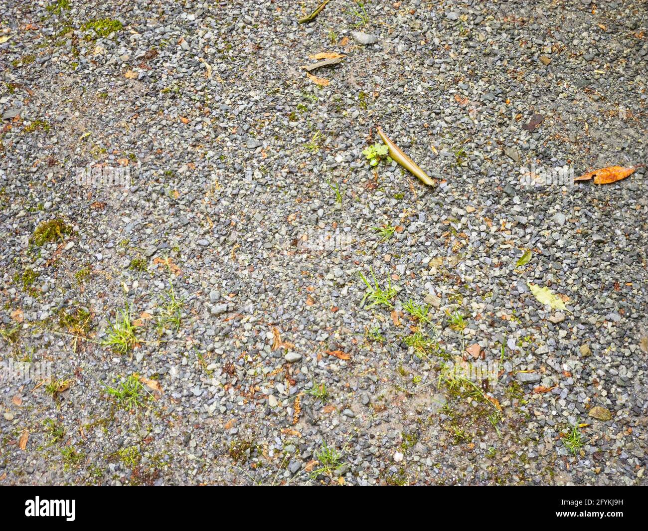 Bergstraße mit Steinen bedeckt mit Unkraut und vereinzelten Blättern Info Stockfoto