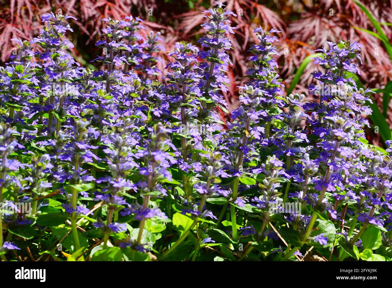 Teppich bugle Unkraut (Ajuga reptans) Blütenrispen im Frühling Garten Stockfoto