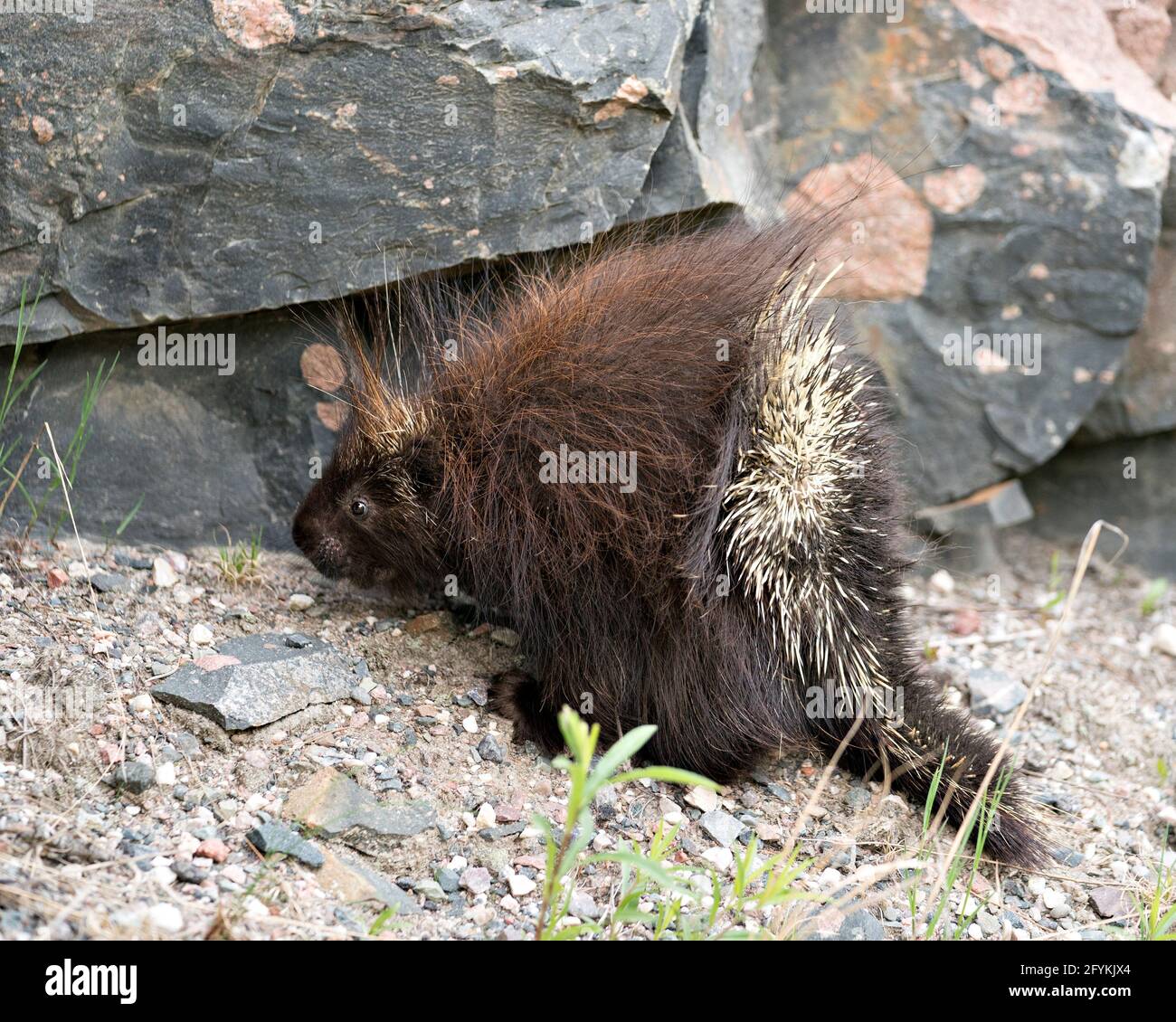 Nahaufnahme des Tieres von Stachelschweinen beim Gehen auf Schotter am Straßenrand mit Laub im Vordergrund und Felsenhintergrund in seiner Umgebung. Stockfoto