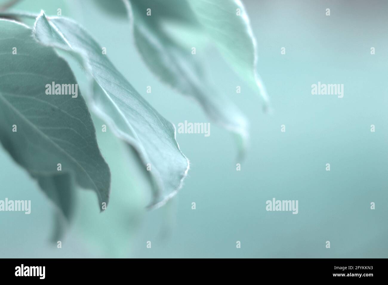 Schöner Hintergrund von Blättern mit weichem Fokus mit Kopierraum Für Ihren Text in sanften tiffany-Blautönen Stockfoto