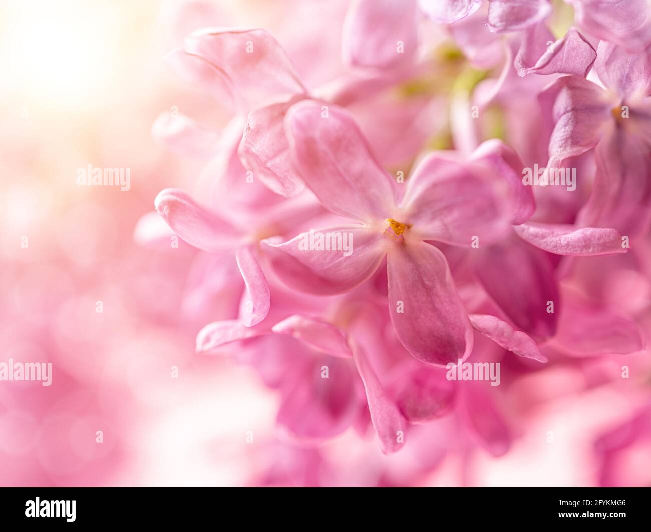 Rosa Fliederblüten aus der Nähe an einem hellen, sonnigen Tag. Duftendes lila Blütenmakro für Grußkartenvorlage. Zarte romantische Blumenhintergrund. Stockfoto